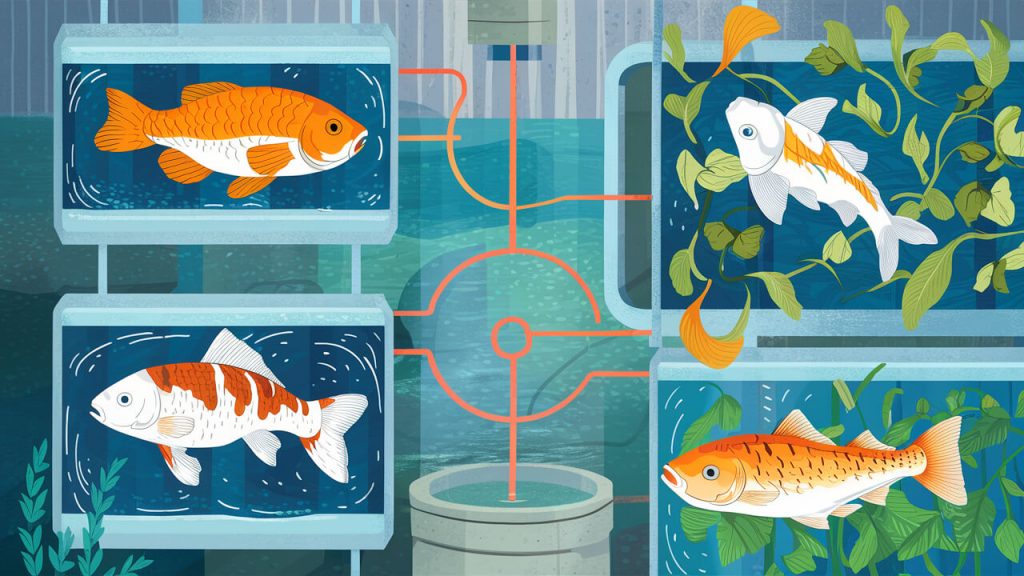 Les meilleurs poissons à élever dans les systèmes aquaponiques à base de milieu